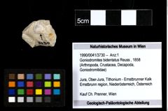 Foto (Objekt + Etiketten) von Goniodromites bidentatus (Reuss, 1858) 